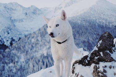 a white dog standing on top of a mountain