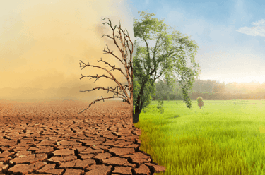 Burn-Out retrouve sa nature et couleurs avec Energetique PNL EMDR et Hypnose -arbre2