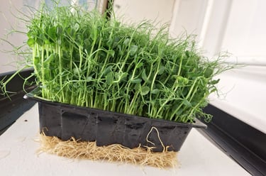 a trays of live pea shoots micro greens