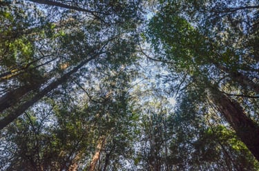 Eucalyptus trees at Cape Otway on the Great Ocean Road
