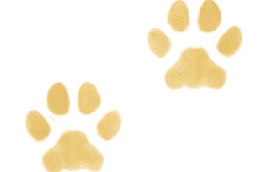 Icono de dos huellas de perro en color amarillo oscuro