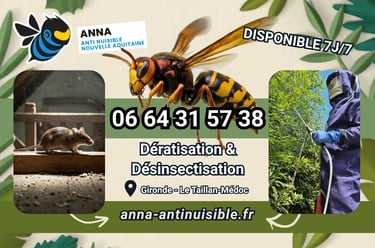 Nids de Guêpes et Frelons à Eysines