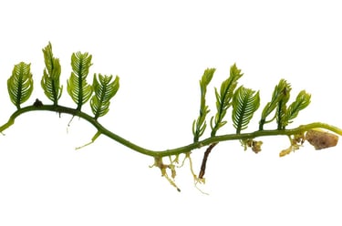 Caulerpa sertularioides