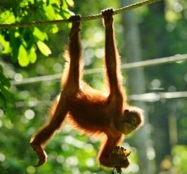 5 Days 4 Nights Kota Kinabalu, Sabah Tour & Travel Packages