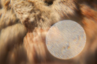 fotografia borrosa de moho sobre alimento