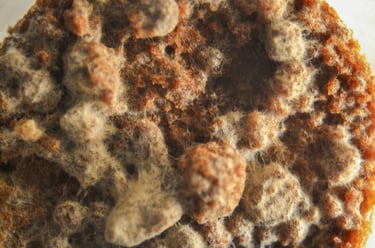 fotografia de moho en alimento