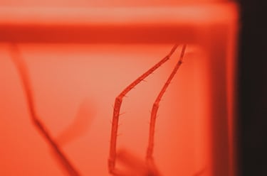 fotografia roja de patas de araña