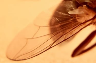 fotografia de ala de mosca