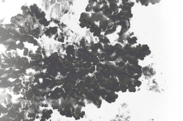 textura organica de la corteza de un arbol en blanco y negro