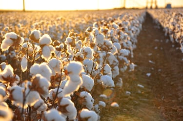 a cotton fiel