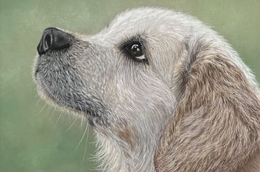 Pastel pet portrait, Labrador puppy portrait 
