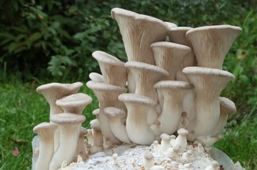 Ballot/Sac/Substrat Eryngii