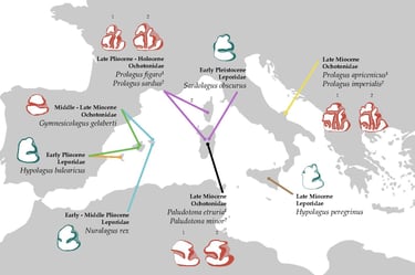 Location of fossil lagomorphs in Mediterranean Islands. Blanca Moncunill Solé CC BY-NC-ND 4.0