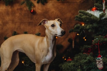 Shooting photo de Noël lévrier whippet