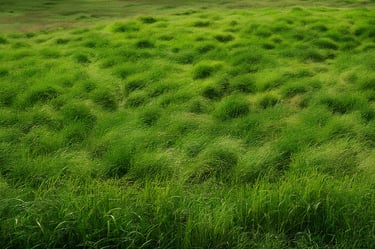 Brush Trimming