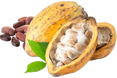 Cacao de la Sierra Nevada de Santa Marta 