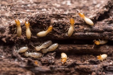Termite Pest Control Service