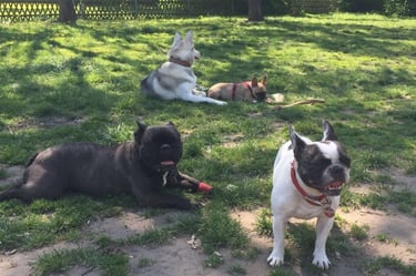 4 Hunde gemeinsam auf der Wiese