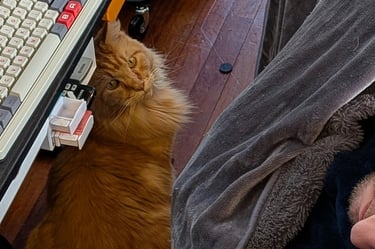 This cat is an addict. He is trying to get catnip treats from a sleeping man.