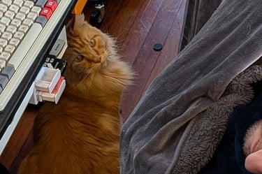 This cat is an addict. He is trying to get catnip treats from a sleeping man.