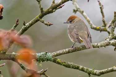 Fauvette tête noire, Serge Brodin, Kiosque à Image, Chateau-gontier