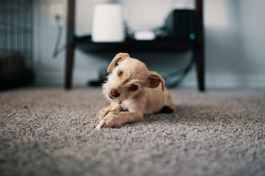 Pet friendly handmade rug - Vezari Living