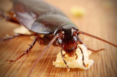 Cockroach Pest Control Service