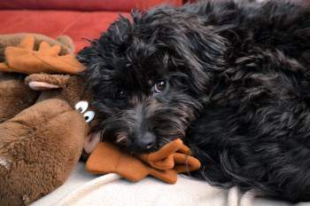 solid-black-maltipoo