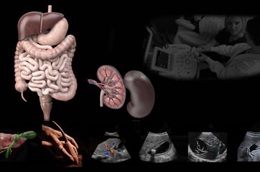Image showing abdominal anatomy and various abdominal ultrasound scans.