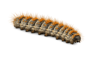 chenilles processionnaires du pin