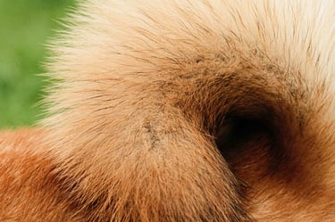 dogAdvisor | dogadvisor | dog advisor | dogAdvisor.dog