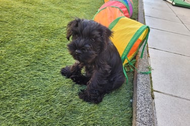 schwarze zwergschnauzer 