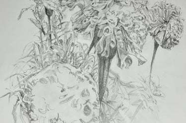 Giant marigolds A2 drawing