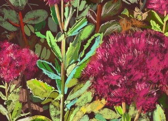 Before the ruby sedums blackened