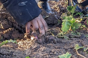 Récoltes poireaux et Radis à la ferme