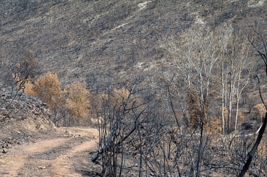 Incendie dans l'Aude la nature détruite