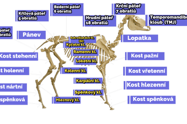 a skeleton skeleton of a horse with a skeleton in the middle