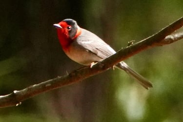 Red-faced Warbler male bird perched on a branch in Chiapas forest – tropical birdwatching in Mexico