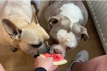 zwei Bulldoggen fressen Melone