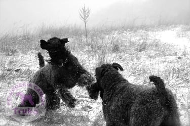 Kerry Blue Terrier - Indiana y Truka jugando