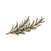 Fresh green sprig of rosemary herb isolated on a solid black background.