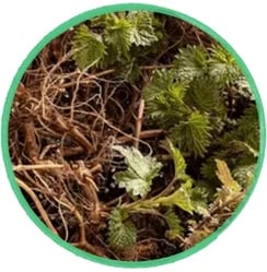Nettle root for urinary tract integrity, maintaining healthy blood pressure and prostate size.