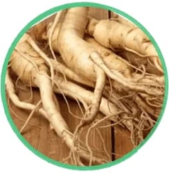 Panax Ginseng for nitric oxide production, promoting youthful flow and physical endurance.
