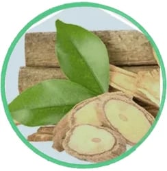 Tongkat Ali extract for optimizing prostate blood circulation and male sexual performance.