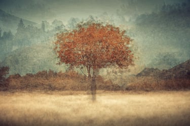 Ethereal landscape photograph of a single red tree in soft misty hills from the Aura collection by Martin Osner