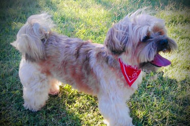 WinDog - Comportementaliste canin à Bapaume