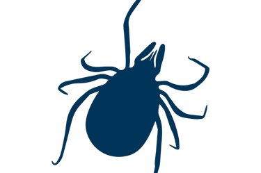 Imagen de garrrapata que ayuda a distnguir el tipo de vector al que se refiere el diagnostico