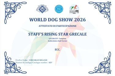 Attestato Eccellente WDS 2026 Barbie Staff's Rising Star Grecale Grecalestaffs