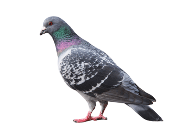 Pigeon biset