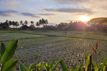 Reisfelder bei Ubud